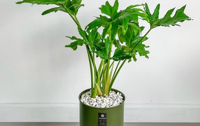 گلدان سبز برگ انجیری با پایه چوبی