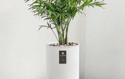 گلدان سفید شامادورا با پایه چوبی