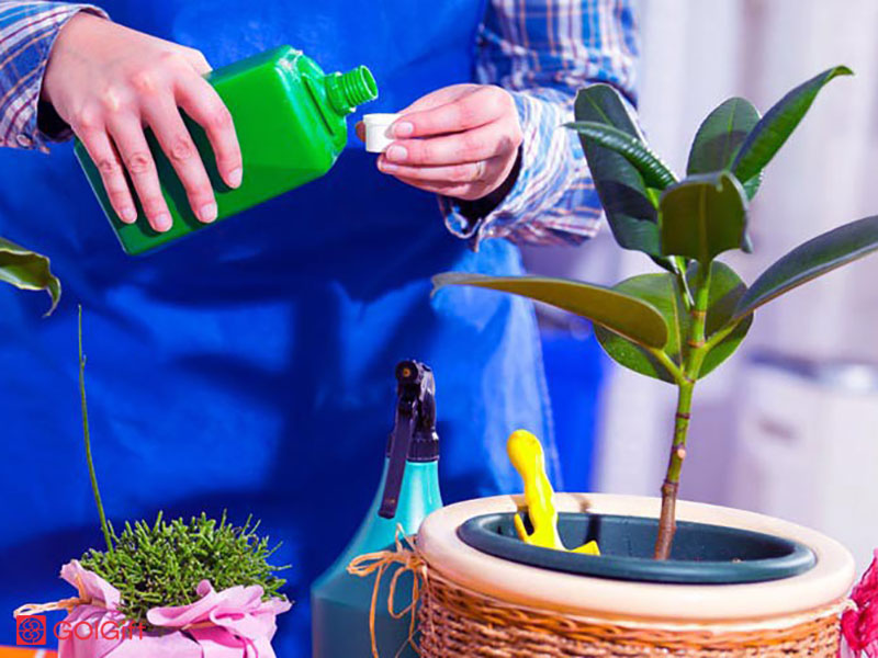 گل گیفت | کود هیومیک اسید برای گیاهان آپارتمانی