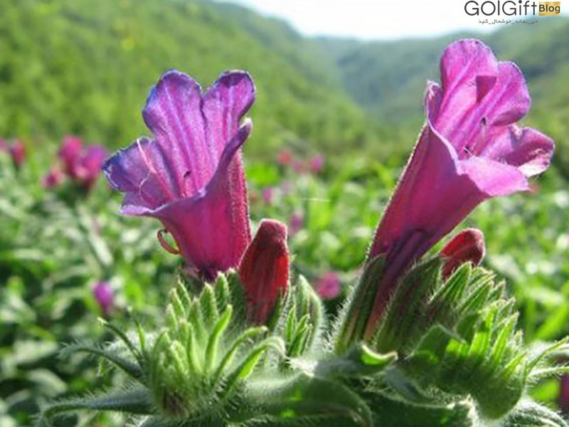 گل گیفت | گیاهان دارویی مناطق کوهستانی