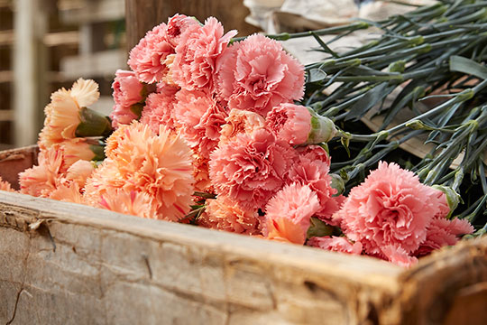 گل گیفت | معنی گل میخک در فرهنگ ایرانی