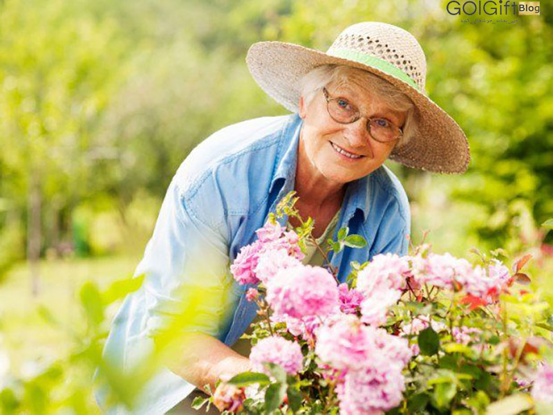 گل گیفت | معرفی گیاهان مناسب برای سالمندان
