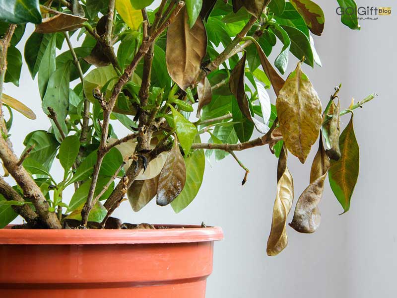 گل گیفت | 5 روش موثر برای احیا کردن گیاهان