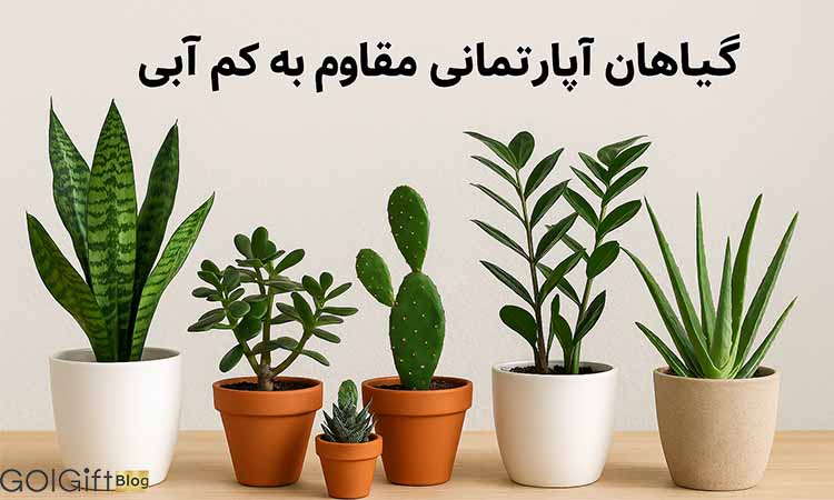 گل گیفت | گیاهان آپارتمانی مقاوم به کم آبی + نحوه نگهداری گیاهان کم آب