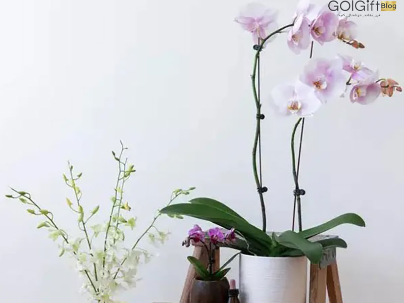 گل گیفت | 10 گیاه جذب عشق در فنگ شویی