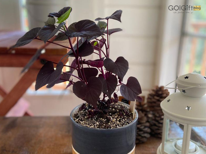 گل گیفت | نگهداری از گیاه ایپومیا در خانه