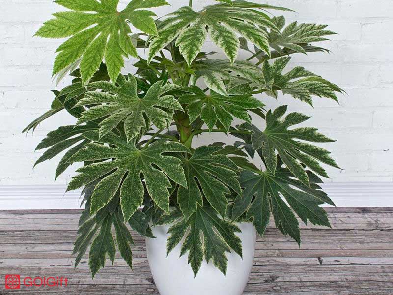 گل گیفت | روش نگهداری گیاه آرالیا