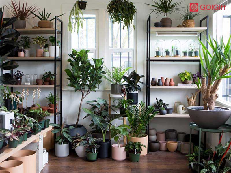 گل گیفت | ترفند های رشد سریع گیاهان