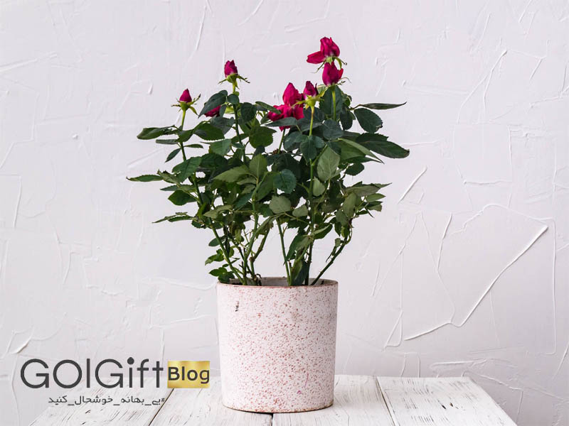 گل گیفت | نگهداری گل ساناز (رز مینیاتوری) در آپارتمان
