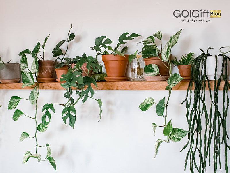 گل گیفت | بهترین مکان نگهداری گیاه آپارتمانی در خانه