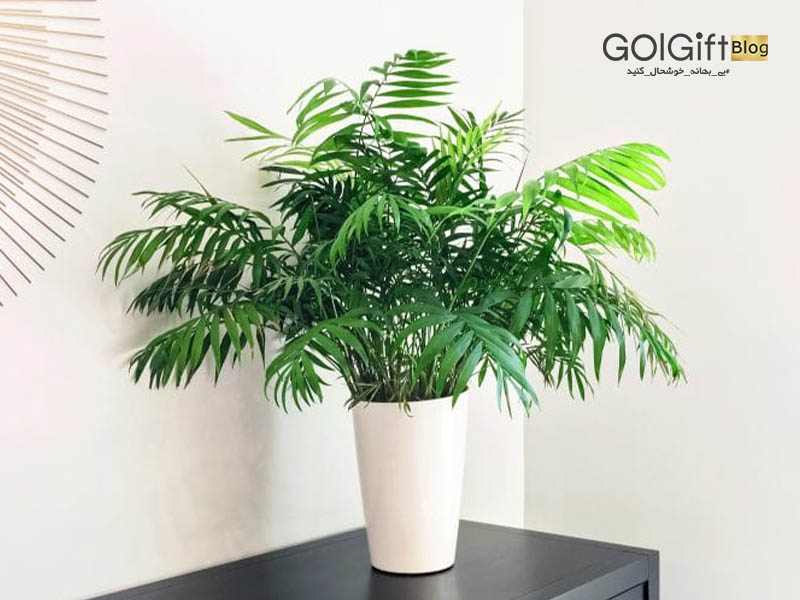 گل گیفت | روش نگهداری شامادورا