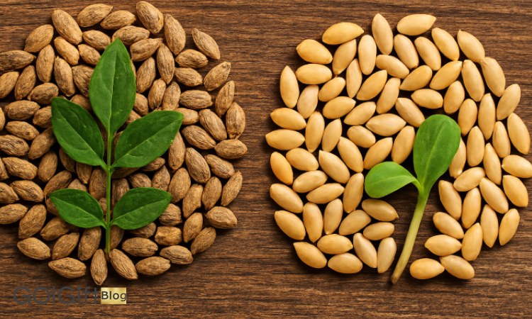 گل گیفت | فرق دانه ارگانیک و معمولی چیست؟ | راهنمای انتخاب بذر سالم