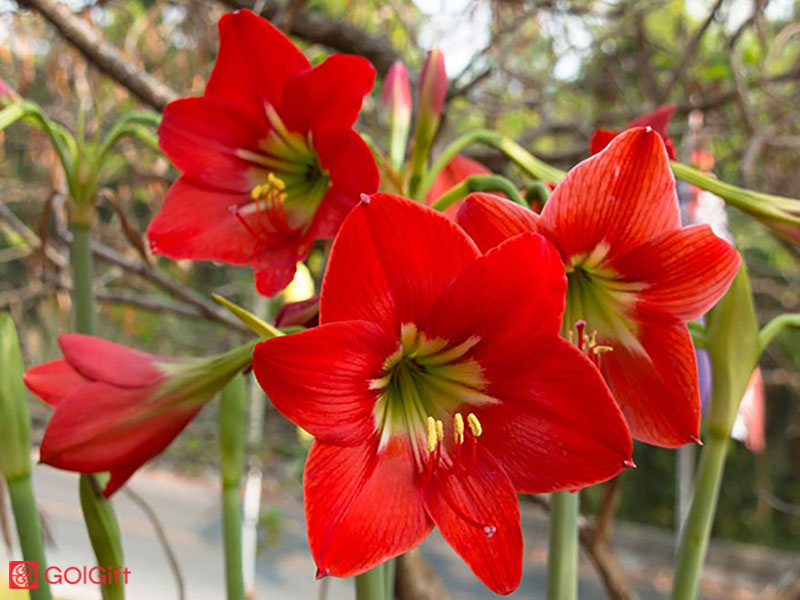 گل گیفت | چگونه گل های آماریلیس را پرورش دهیم؟