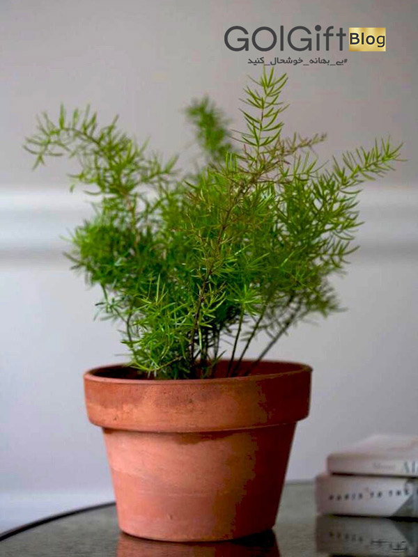 گل گیفت | گیاهان آپارتمانی تصفیه‌ کننده هوا 2