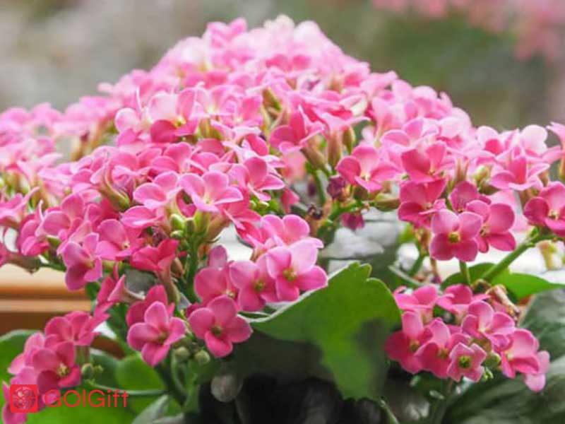 گل گیفت | 4 روش برای گلدهی مجدد کالانکوئه