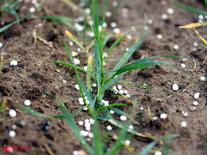 گل گیفت | نکات افزودن کلسیم به خاک و علائم کمبود آن