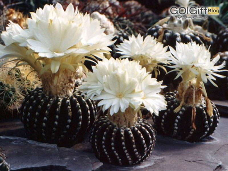 گل گیفت | خاص ترین گونه های کاکتوس