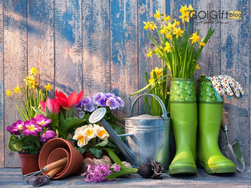 گل گیفت | گل تازه چه ویژگی هایی دارد