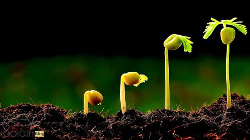گل گیفت | دلایل جوانه نزدن بذر | بررسی دلایل علمی و تجربی