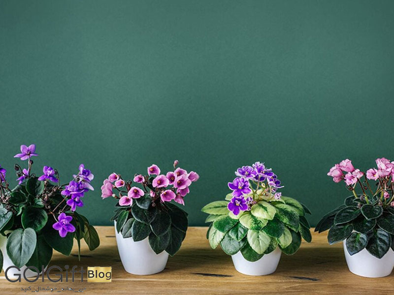 گل گیفت | 5 راز مهم درباره شیوه نگهداری گل‌های آپارتمانی