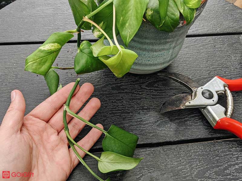 گل گیفت | علت جمع شدن برگ گیاهان چیست؟