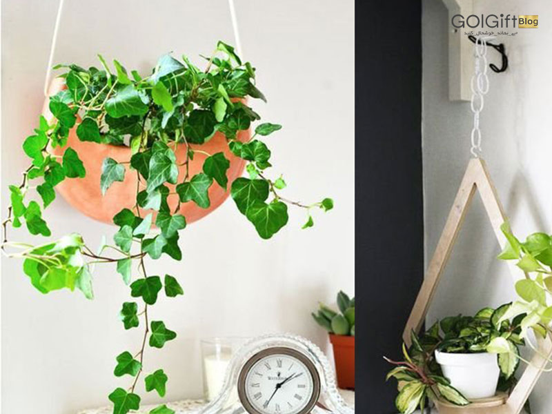 گل گیفت | انتخاب بهترین گیاه آویز آپارتمانی