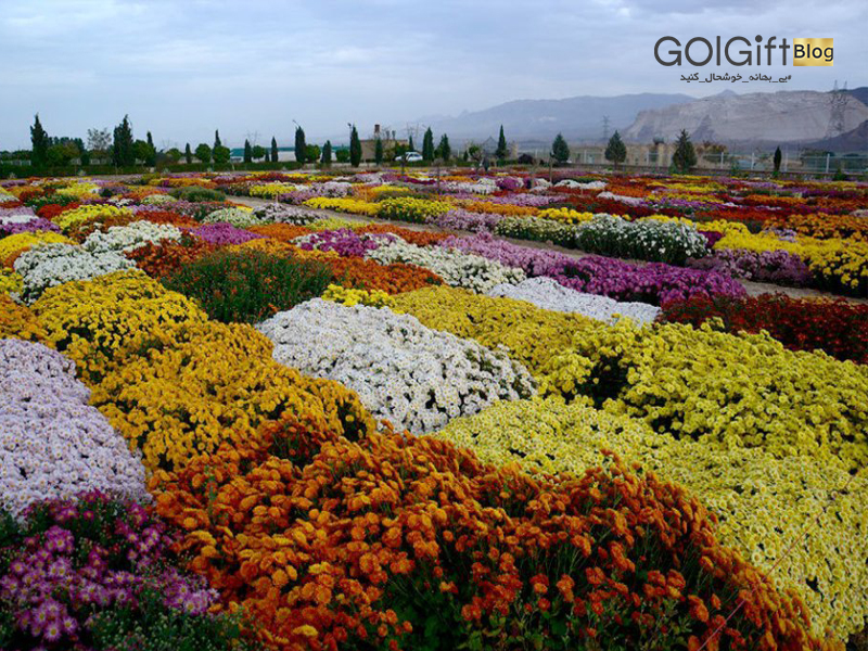 گل گیفت | گیاهان سازگار با آب و هوای ایران