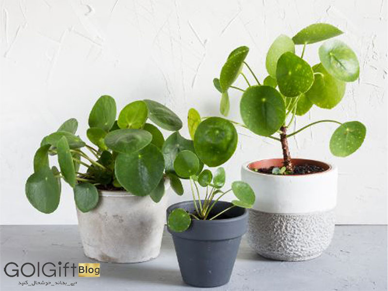 گل گیفت | محبوب ترین گیاهان انرژی بخش برای منزل و محل کار