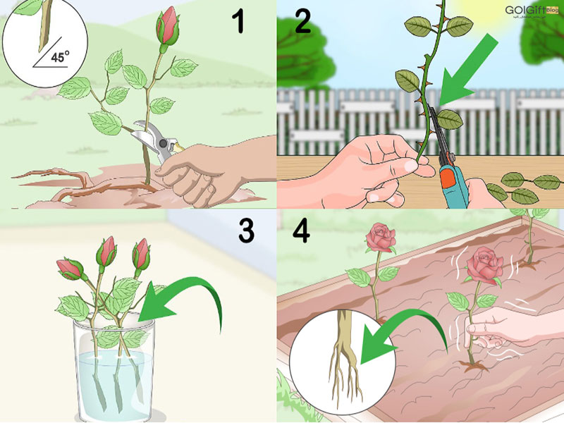 مراحل تکثیر و قلمه زدن گل رز گل گیفت
