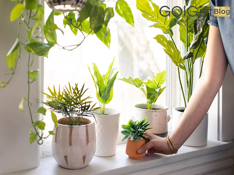 گل گیفت | گیاهان آپارتمانی اکسیژن ساز