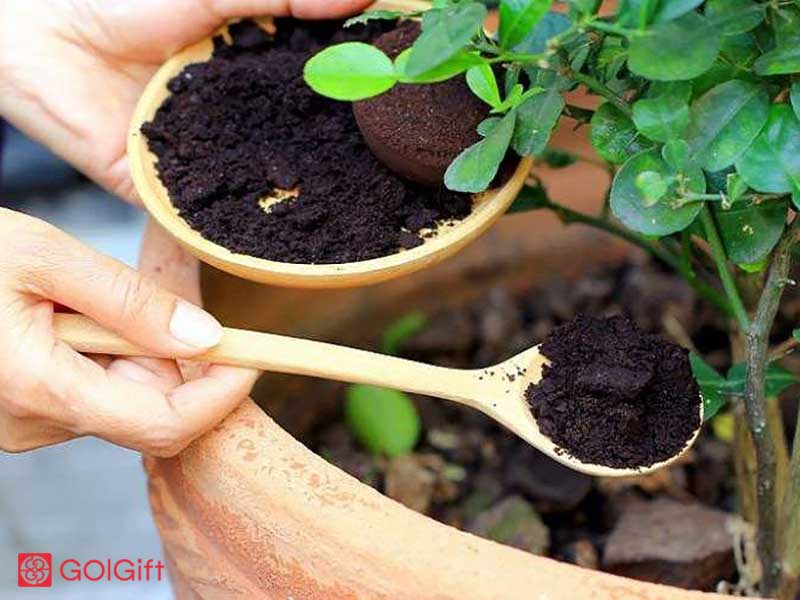 گل گیفت | کود سیاه برای گل های آپارتمانی