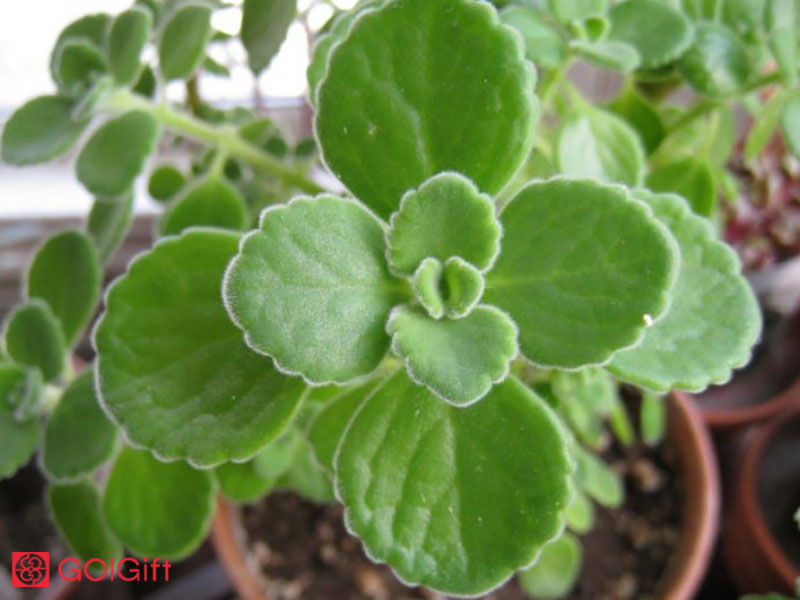 گل گیفت | روش نگهداری گیاه پلکترانتوس