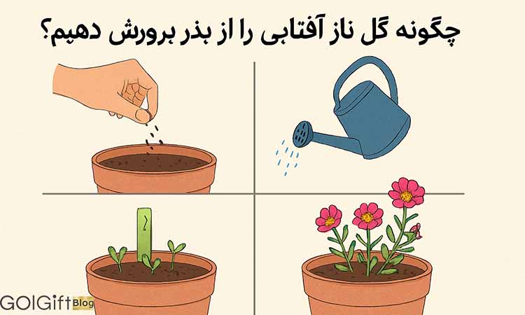 گل گیفت | نحوه پرورش گل ناز آفتابی