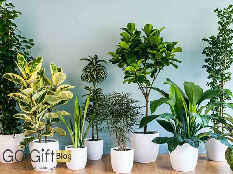 گل گیفت | ۱۰ گیاه آپارتمانی مفید برای سلامتی