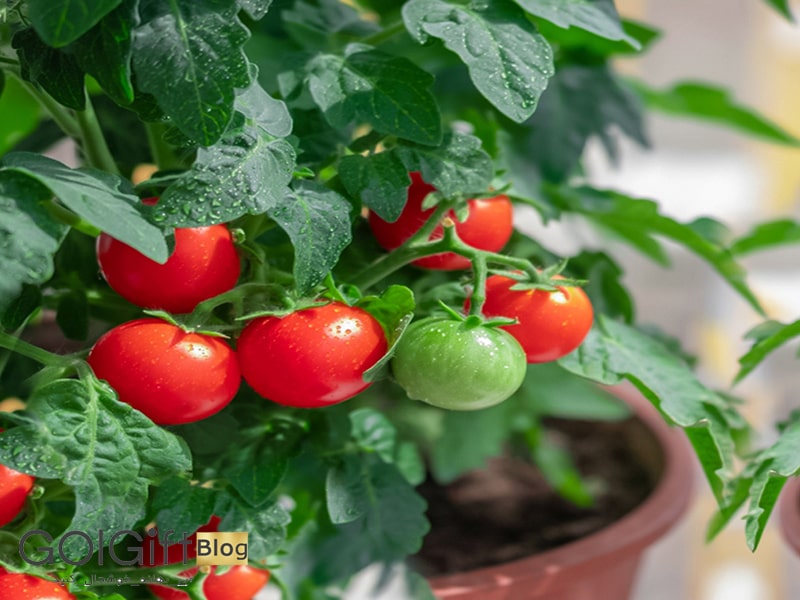 گل گیفت | نحوه نگهداری گیاه گوجه گیلاسی