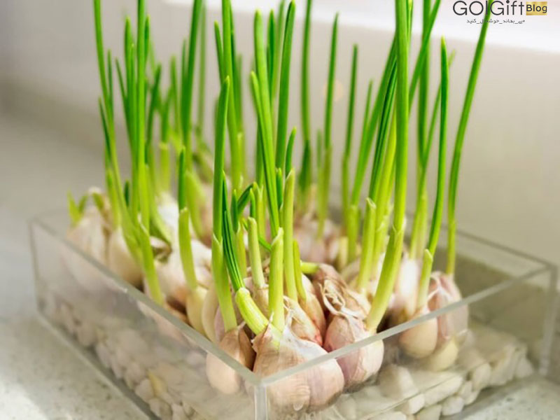 گل گیفت | گیاهان دارویی قابل پرورش در خانه