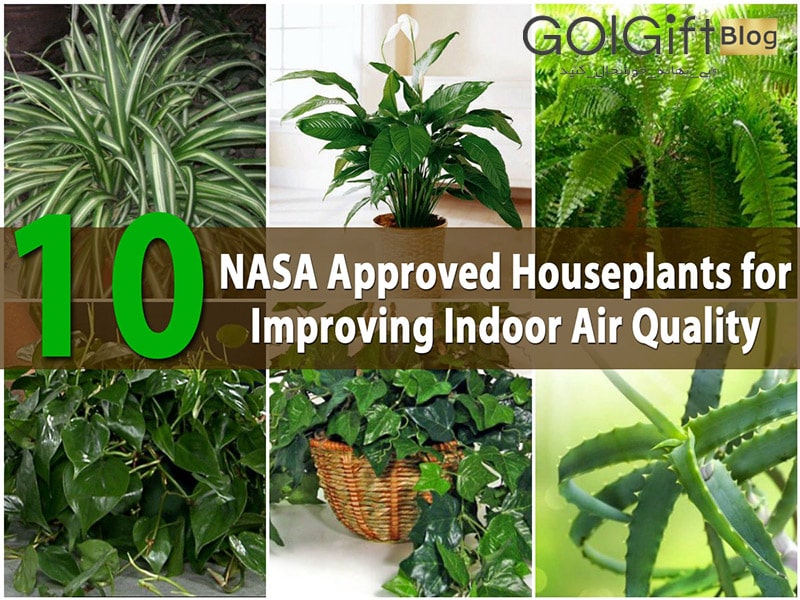 گل گیفت | 10 گیاه آپارتمانی مورد تایید ناسا