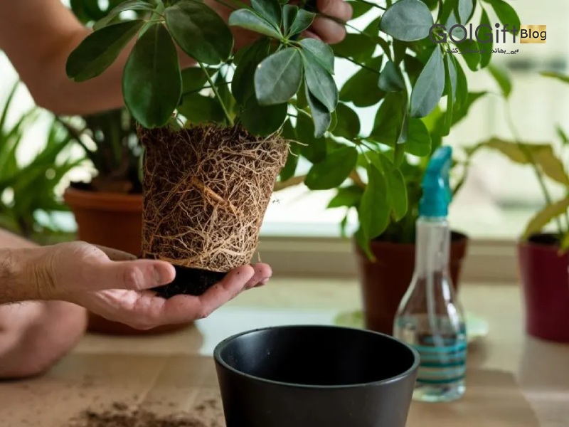گل گیفت | بهترین زمان تعویض گلدان شفلرا