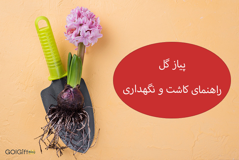 گل گیفت | پیاز گل چیست؟ | راهنمای کامل کاشت، نگهداری