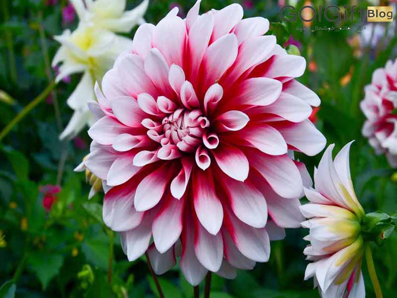 گل گیفت | معرفی و نحوه نگهداری گل کوکب