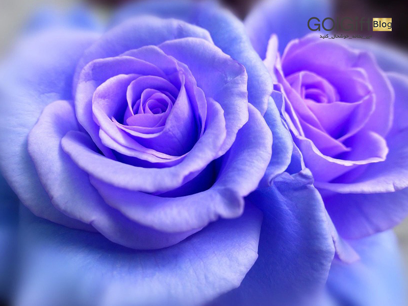 گل گیفت | گل رز آبی