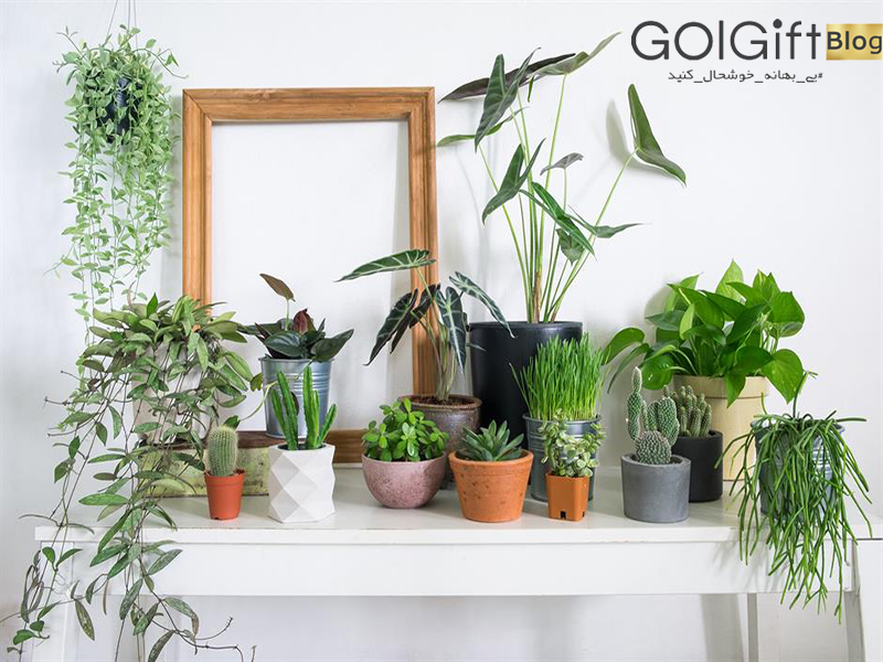 گل گیفت | بهترین گیاهان آپارتمانی برای اتاق خواب