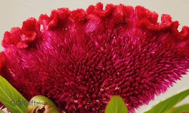 گل تاج خروس 2 width=512 height=512 border=0