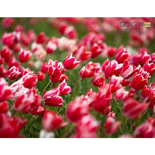 انبوهی از گل های زیبا در محلات width=512 height=512 border=0