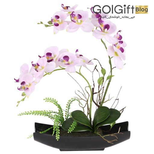 خرید گل ارکیده و هدیه دادن آن ها  width=512 height=512 border=0