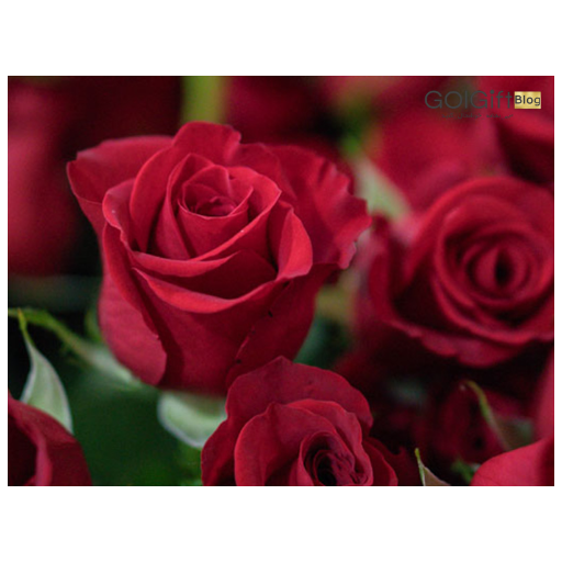 گل رز به سرخی عشق width=512 height=512 border=0