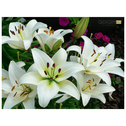 گل لیلیوم width=512 height=512 border=0
