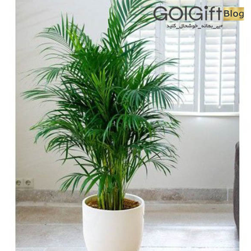 شرایط نگهداری شامادورا width=512 height=512 border=0