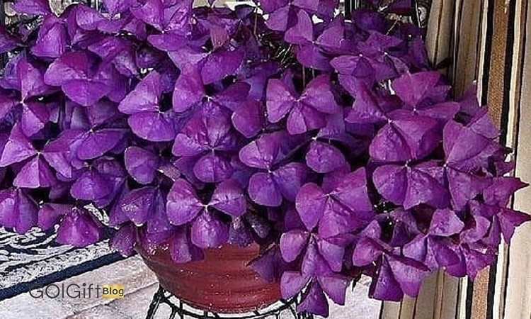 گیاه اگزالیس width=512 height=512 border=0