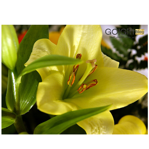 خرید گل لیلیوم width=512 height=512 border=0